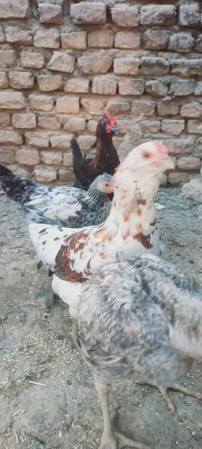 مرغ لری کوپ شو|حیوانات مزرعه|شاهینشهر, گرگاب|دیوار