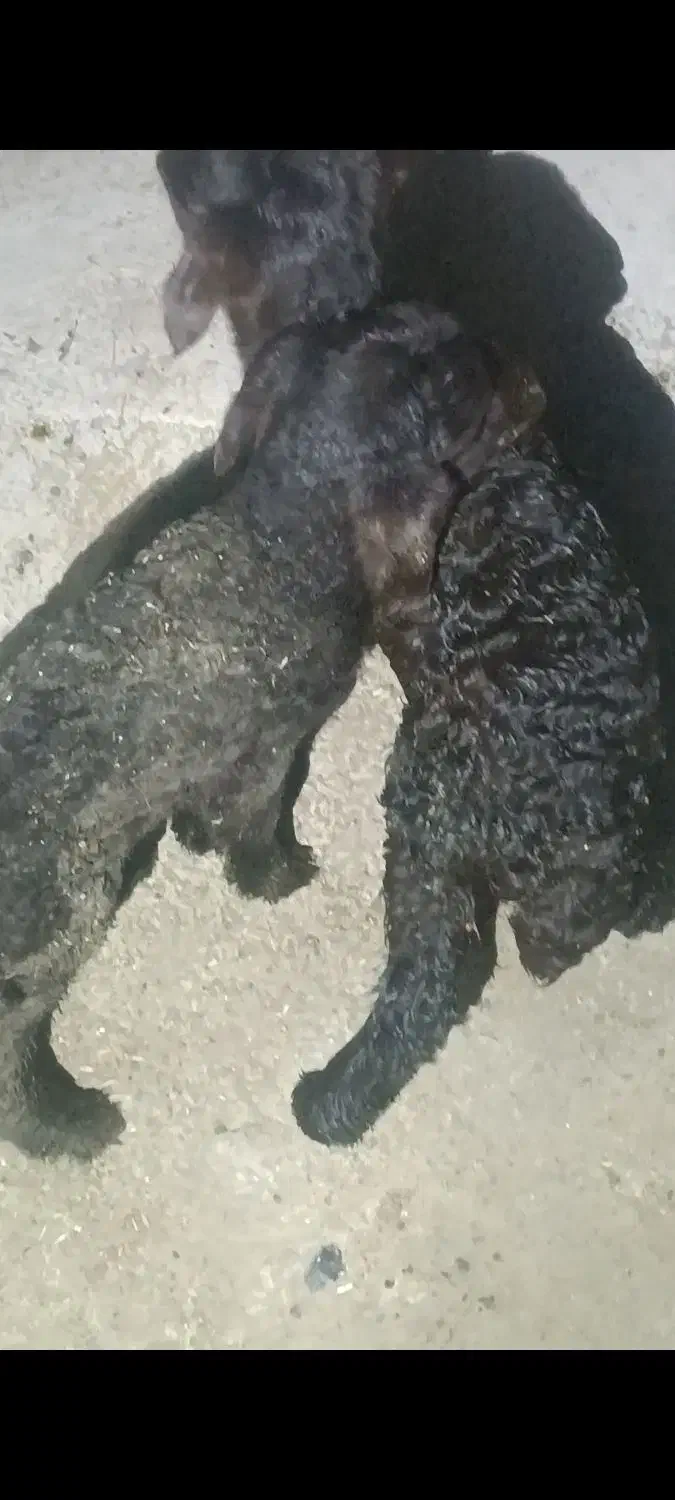 بره های قزل افشار شال کرد|حیوانات مزرعه|اردبیل, |دیوار