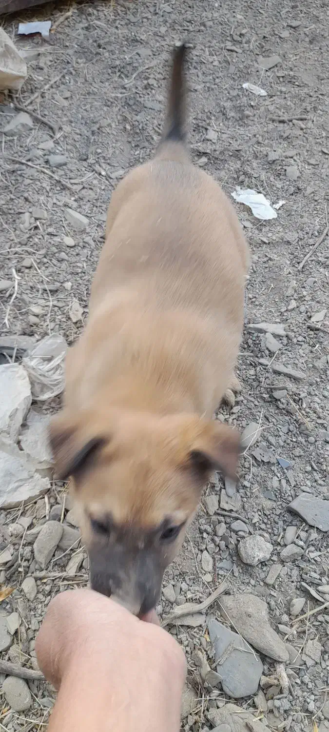 توله مالینویز نر|سگ|طرقبه, |دیوار