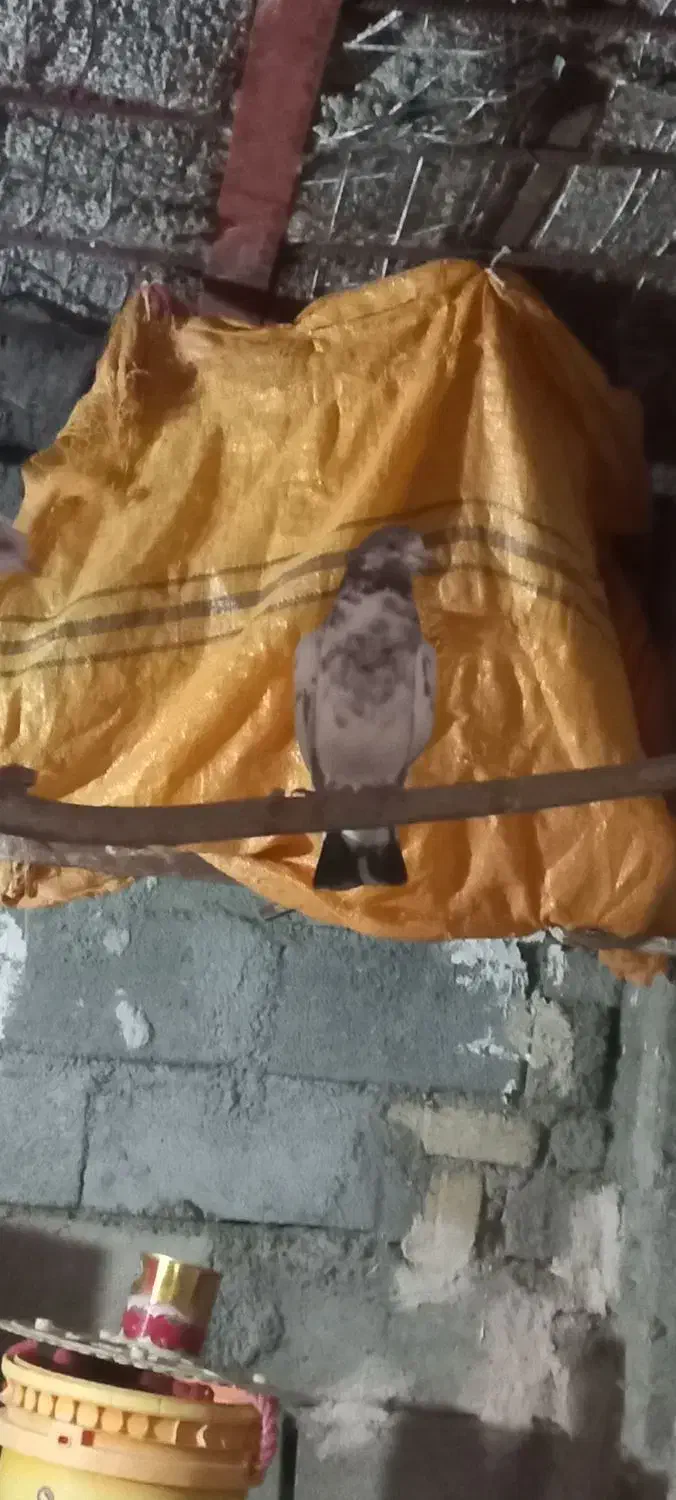 یه عدد کبوتر ۴ ساعت|پرنده|نورآباد, |دیوار