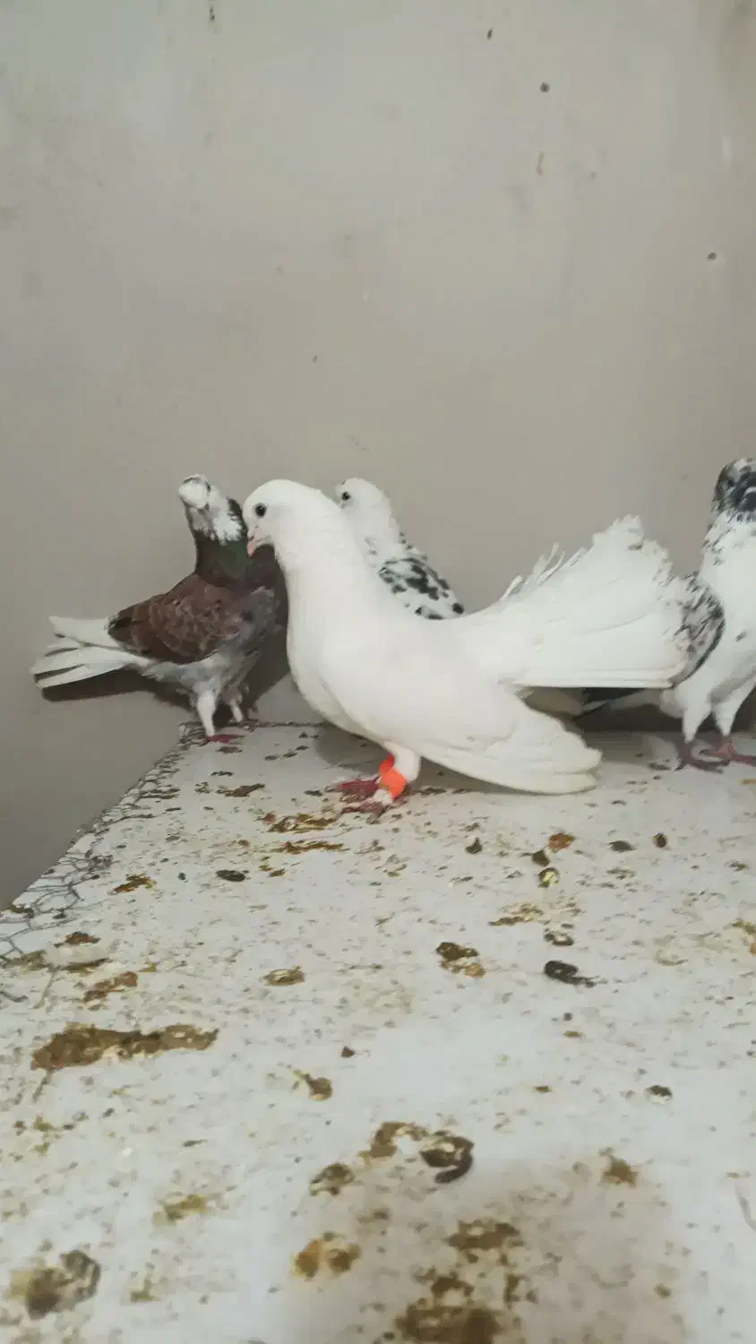 کبوتر فروشی|پرنده|ساری, |دیوار