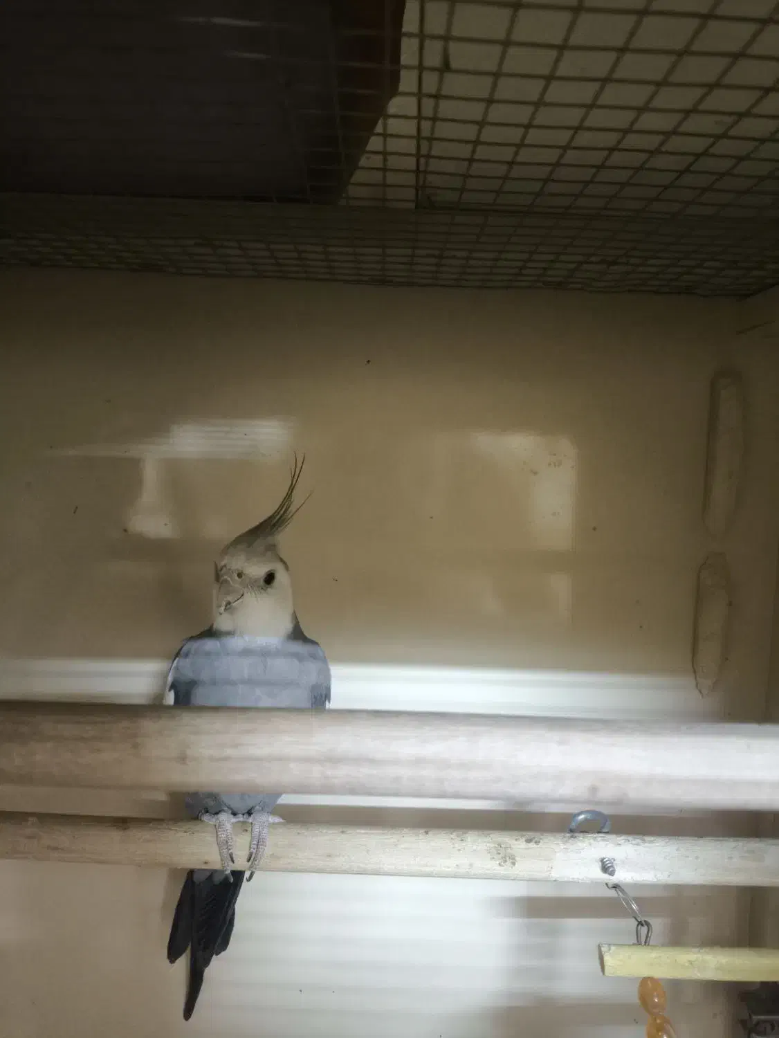 عروس هلندی|پرنده|تبریز, |دیوار