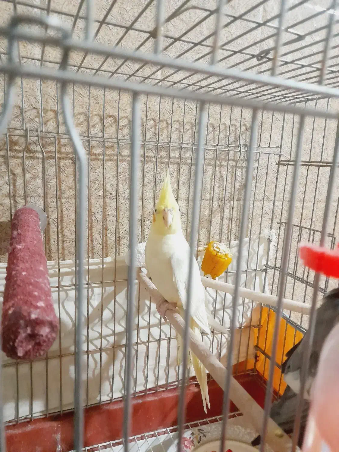 فروش یک عدد عروس هلندی لوتینو کاملا سرحال|پرنده|داراب, |دیوار