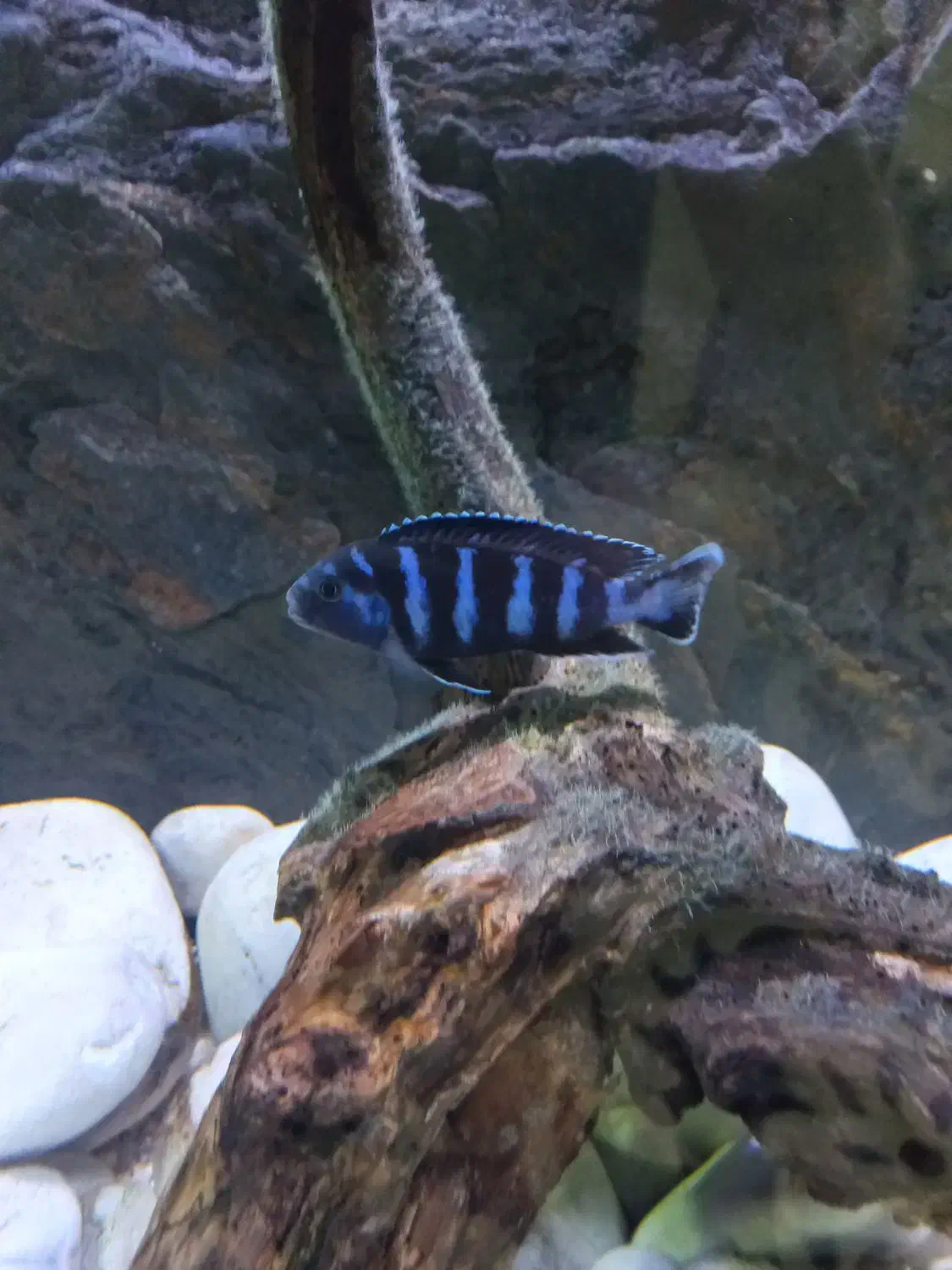 ماهی پرت و دماسونی|ماهی|مشهد, انقلاب|دیوار