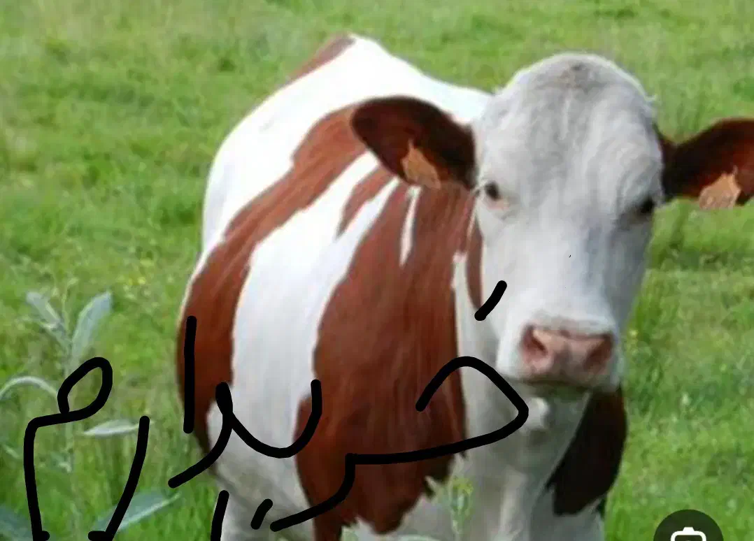 گاو و گوساله دست و پا شکسته|حیوانات مزرعه|کوهدشت, |دیوار