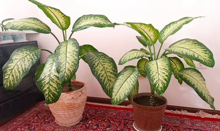 دیفن باخیا بزرگ و پاجوش|گل و گیاه طبیعی|گلبهار, شهر جدید گلبهار|دیوار