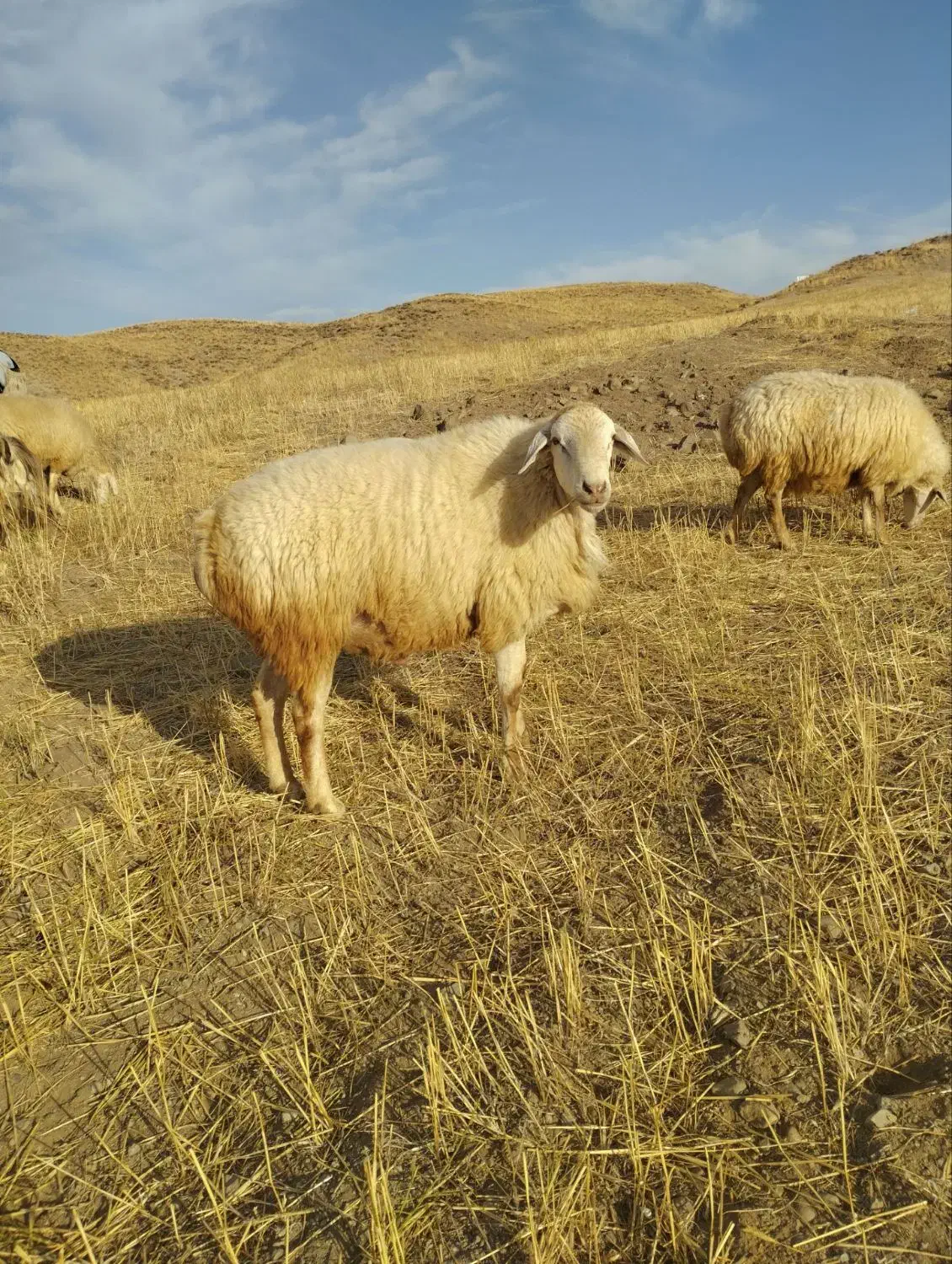 قوچ ناب فومن|حیوانات مزرعه|ارشق, |دیوار