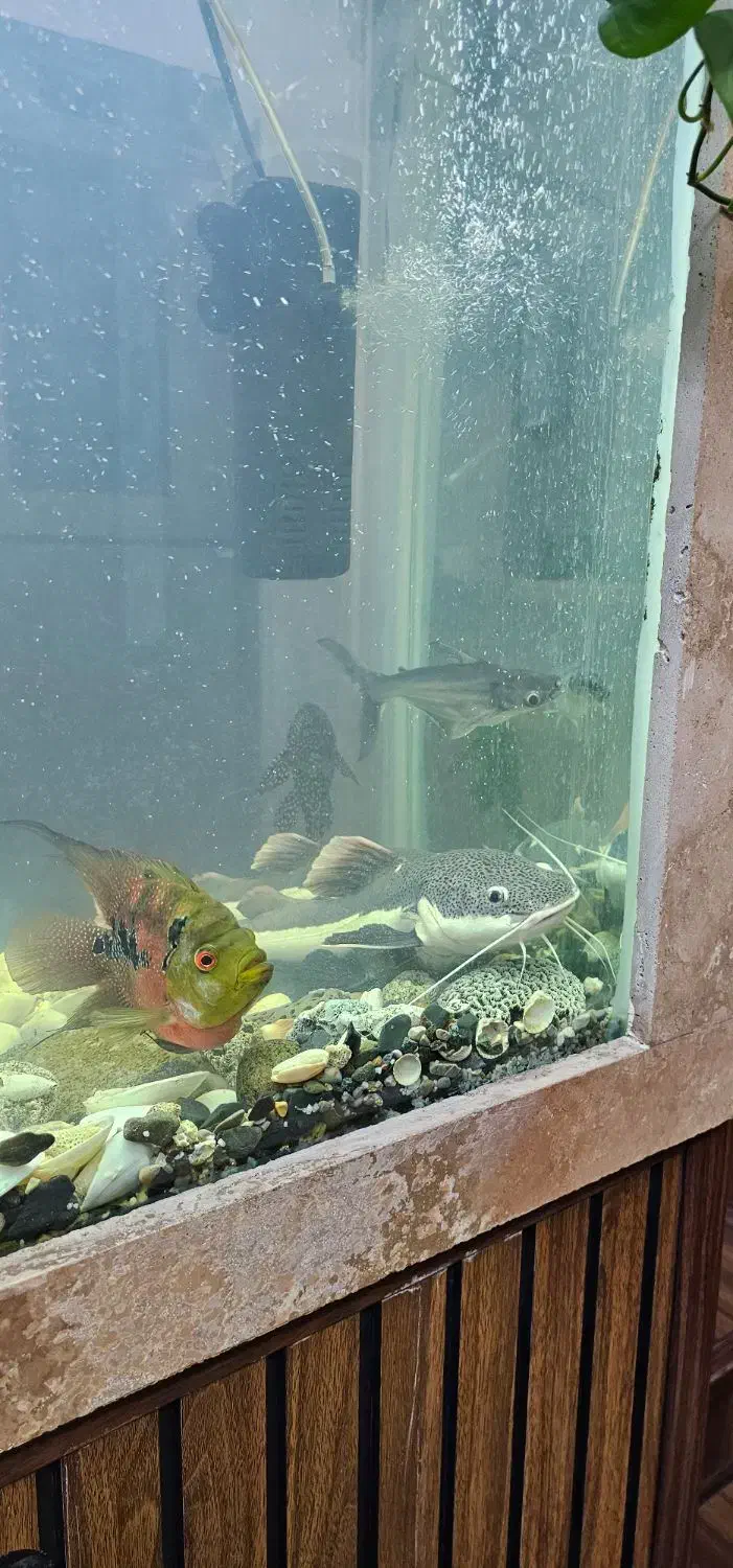 ماهی رتیل ۲۵ سانتی|ماهی|قم, فرهنگیان و شهربانی|دیوار