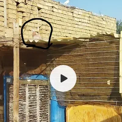 کفتر|حیوانات|قم, زاویه|دیوار