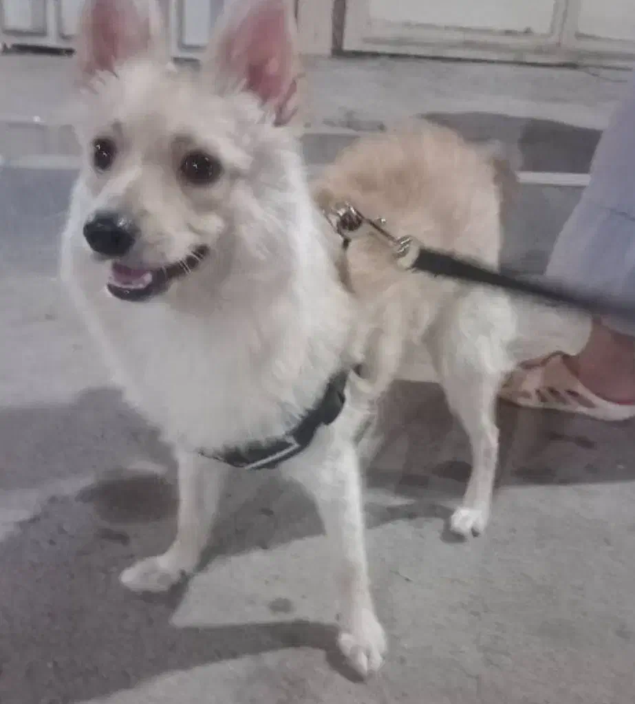 سگ گمشده|حیوانات|رباطکریم, رباطکریم|دیوار