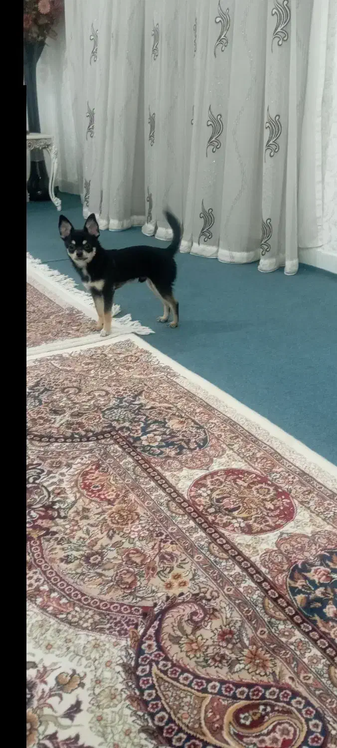 سگ خیلی سایزه ریز|سگ|اهواز, کیانپارس |دیوار