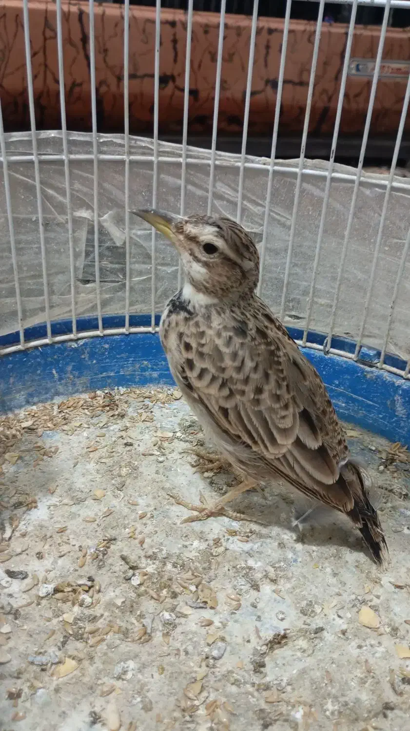 قناری مست|پرنده|تربت جام, معدآباد|دیوار