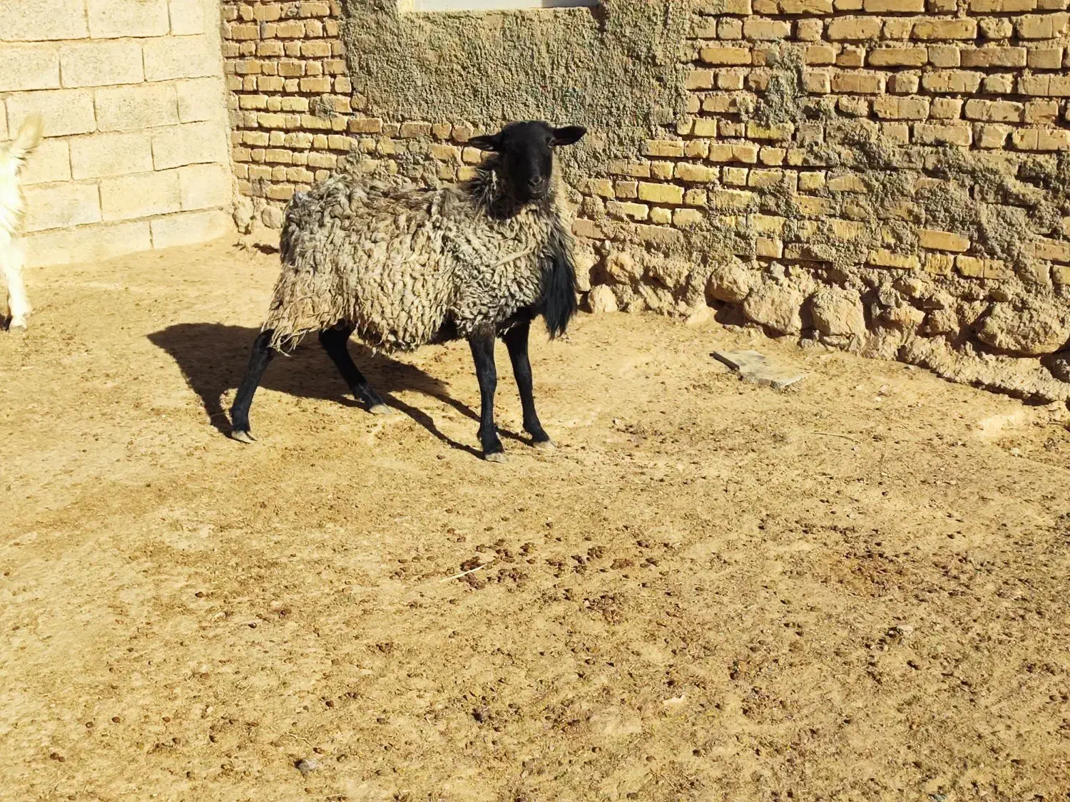 شیشک قوچ رومانوف اصل بذری|حیوانات مزرعه|بختگان, |دیوار