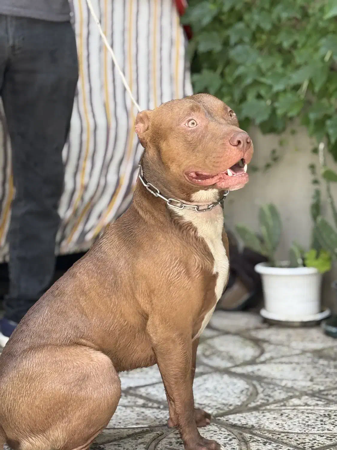 پیتبول بولی واردات اوکراین|سگ|ابهر, |دیوار