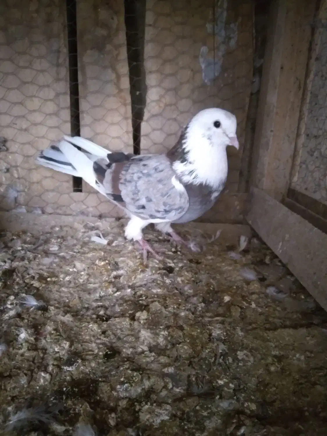 کفتر پرشی به شرط|پرنده|خزل, |دیوار