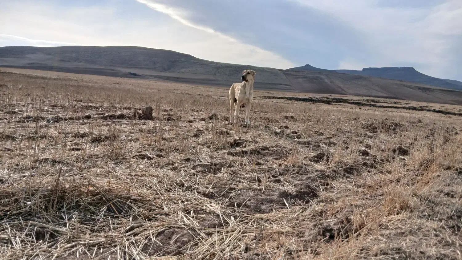 سگ سرابی|سگ|اردبیل, |دیوار