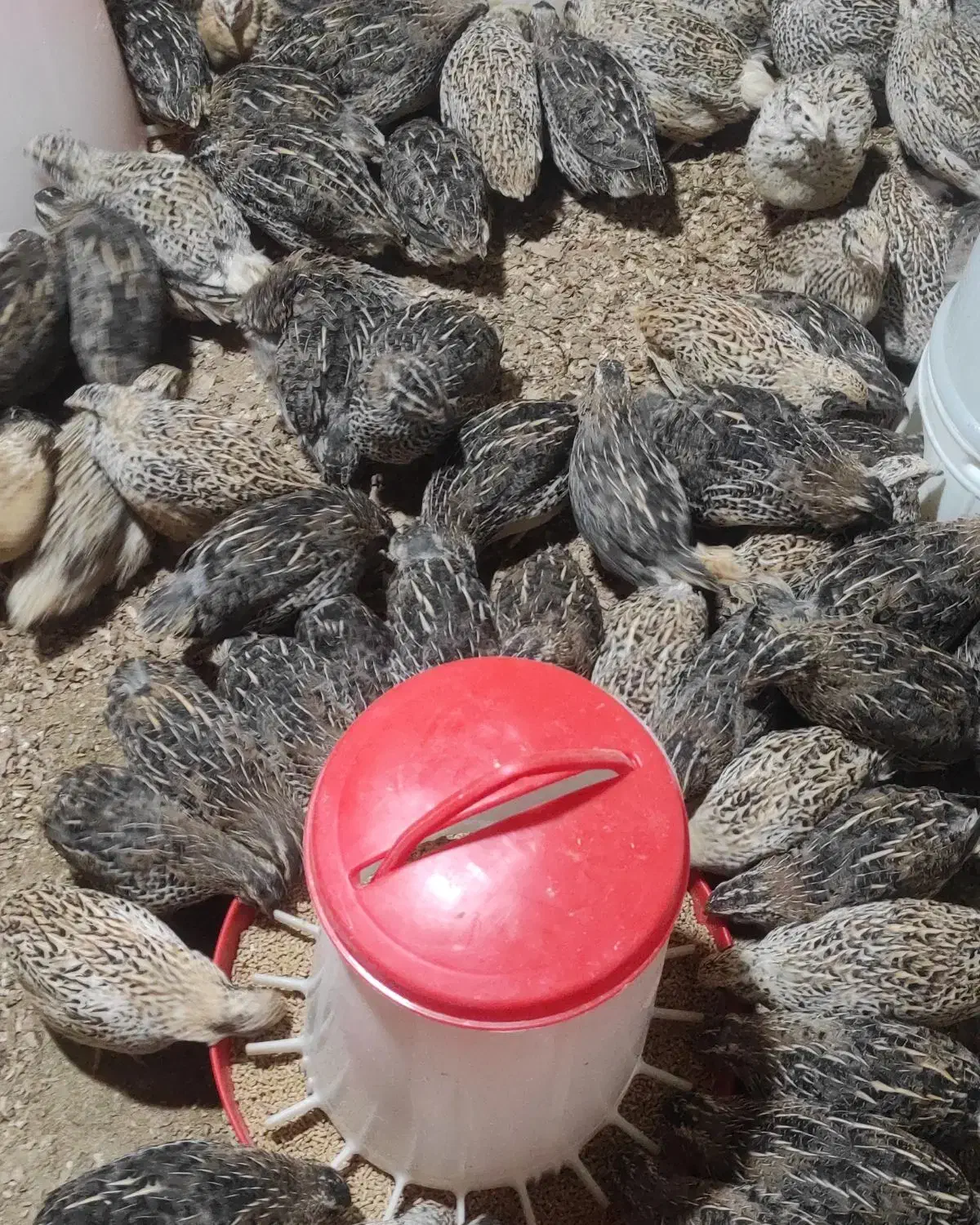 فروش بلدرچین وگوشت گرم بلدرچین|حیوانات مزرعه|لردگان, |دیوار