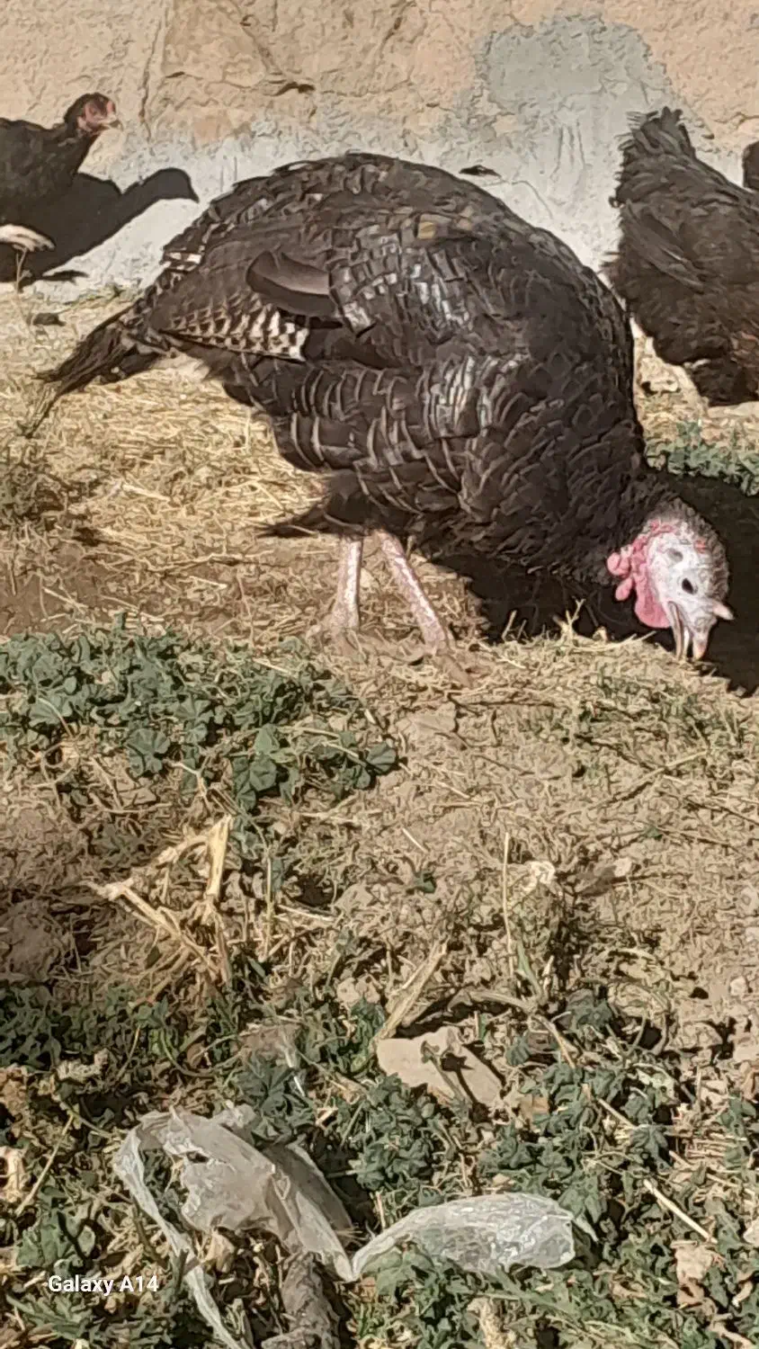 بوقلمون ماده|حیوانات مزرعه|دهگلان, |دیوار