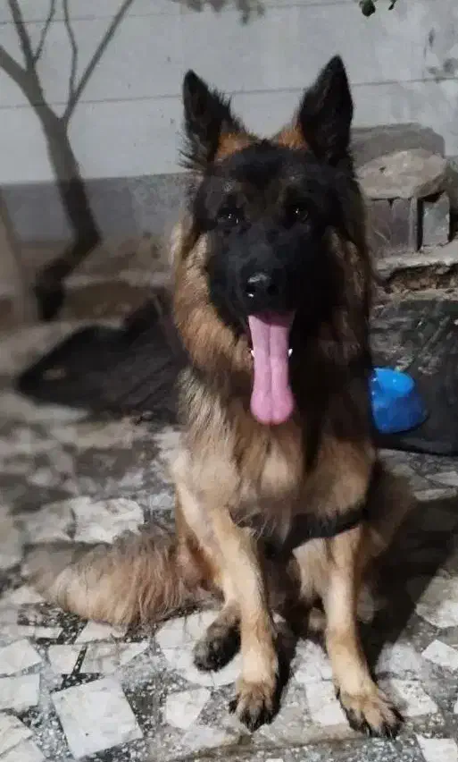 ژرمن شپرد|سگ|بندر دیر, |دیوار