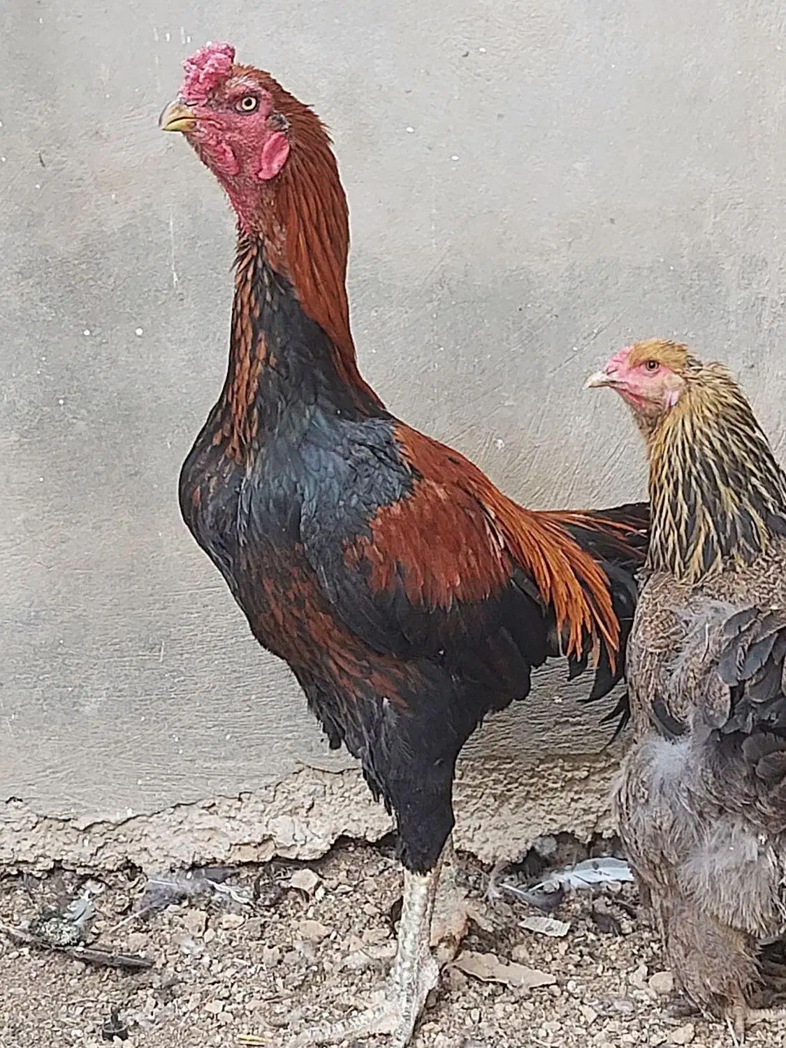 خروس لاری دانگ بالا|حیوانات مزرعه|شیراز, شهرک امام حسین|دیوار