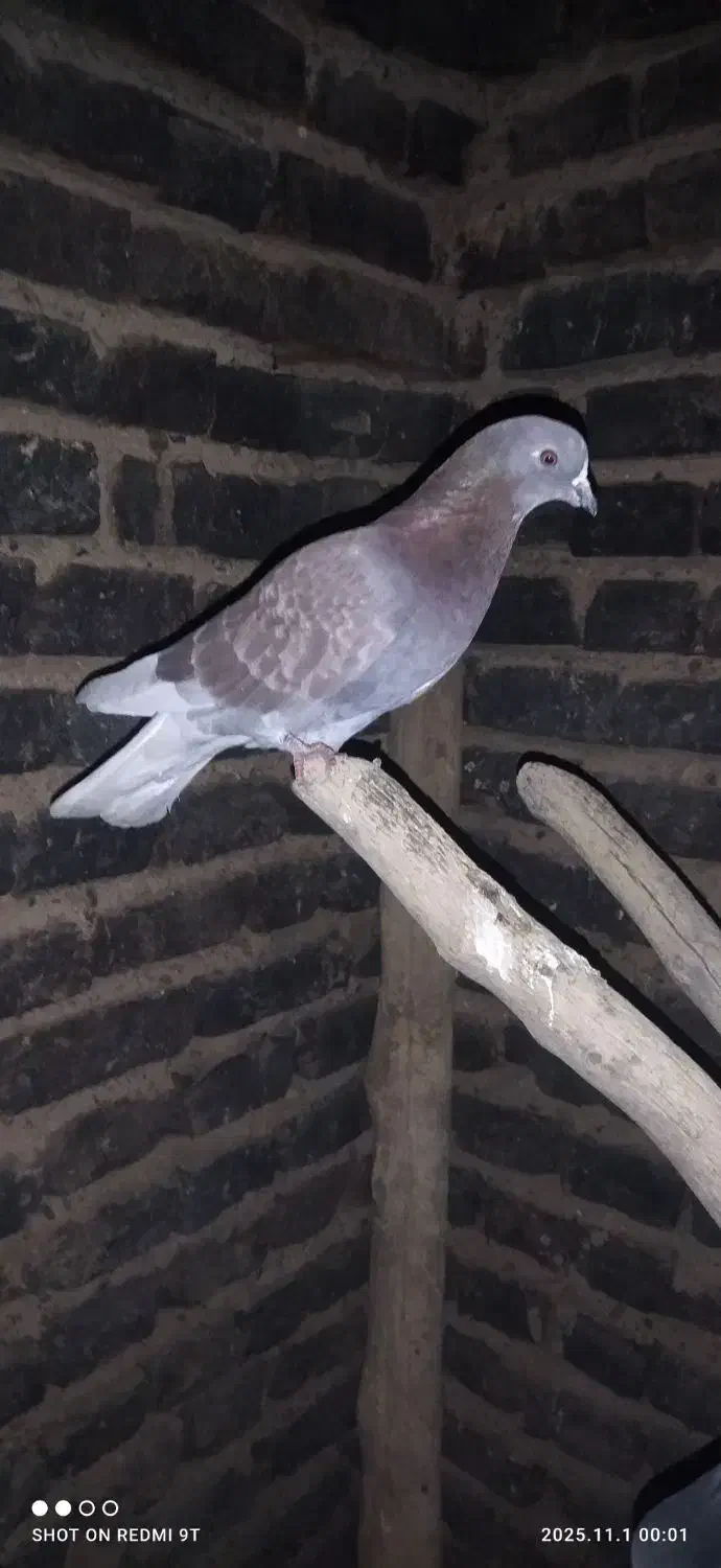 تعدادی کبوتر پرشی|پرنده|کوهدشت, |دیوار