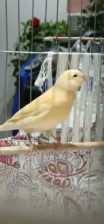 قناری|پرنده|بهارستان, |دیوار