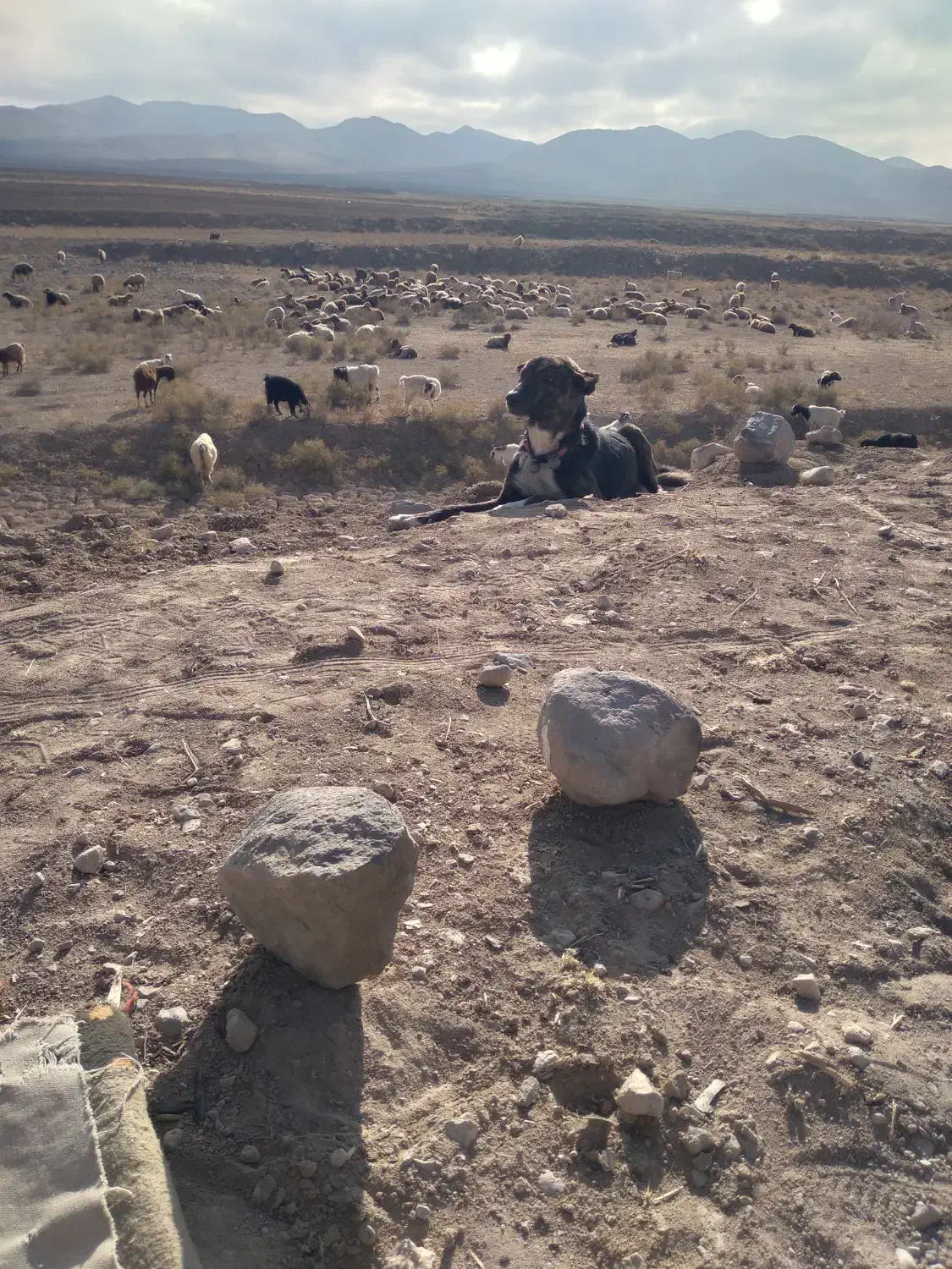 دل به شرط میدم گوسفندی|سگ|قوچان, |دیوار