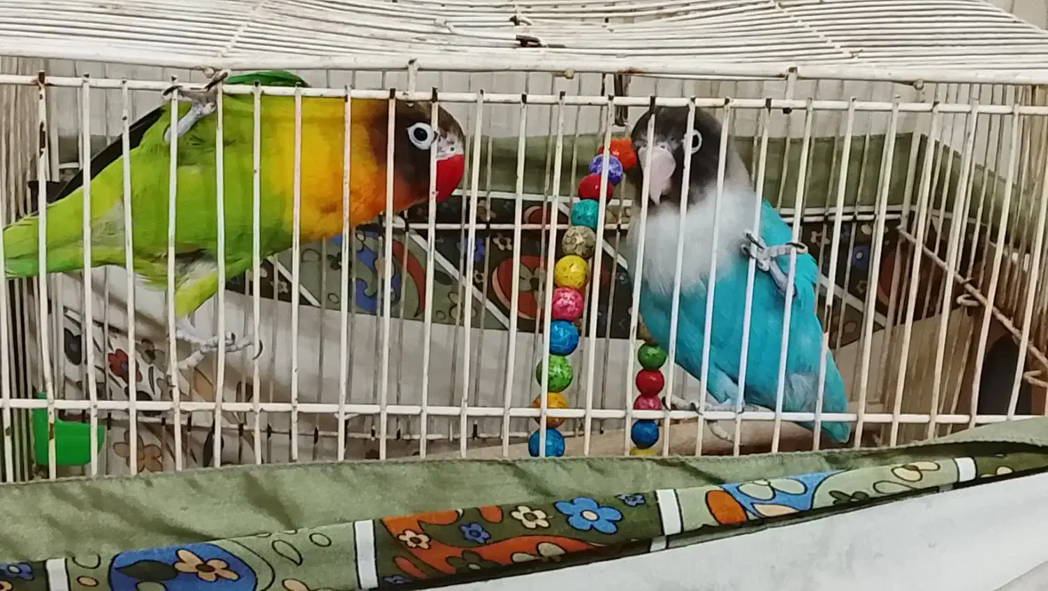 یک جفت کوتوله|پرنده|مشهد, طبرسی شمالی|دیوار