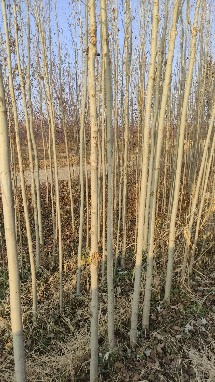 نهال صنوبر و کبوده|خدمات باغبانی و درختکاری|باروق, |دیوار