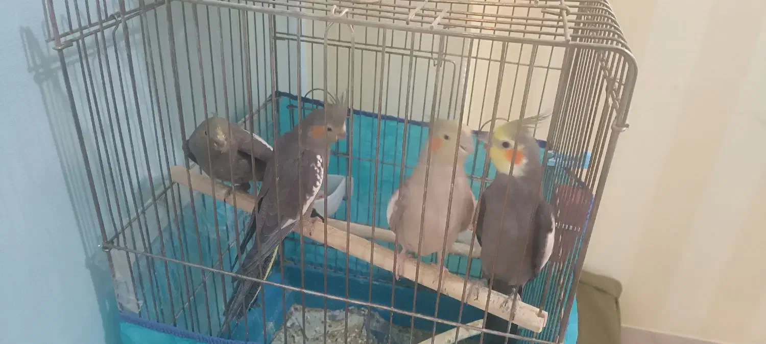 عروس هلندی|پرنده|ایلام, |دیوار