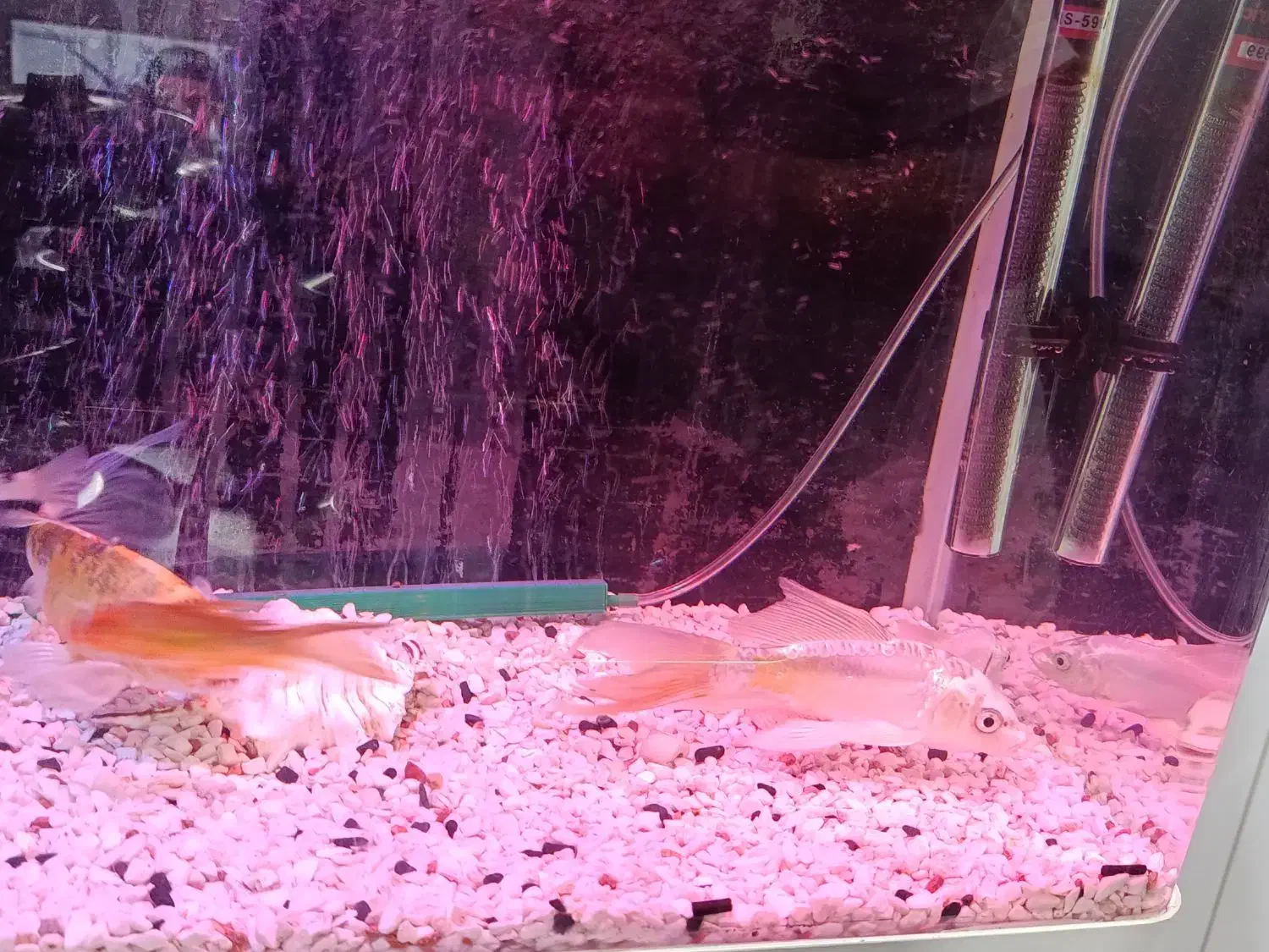 ماهی کوی|ماهی|پاکدشت, پاکدشت (مامازند)|دیوار