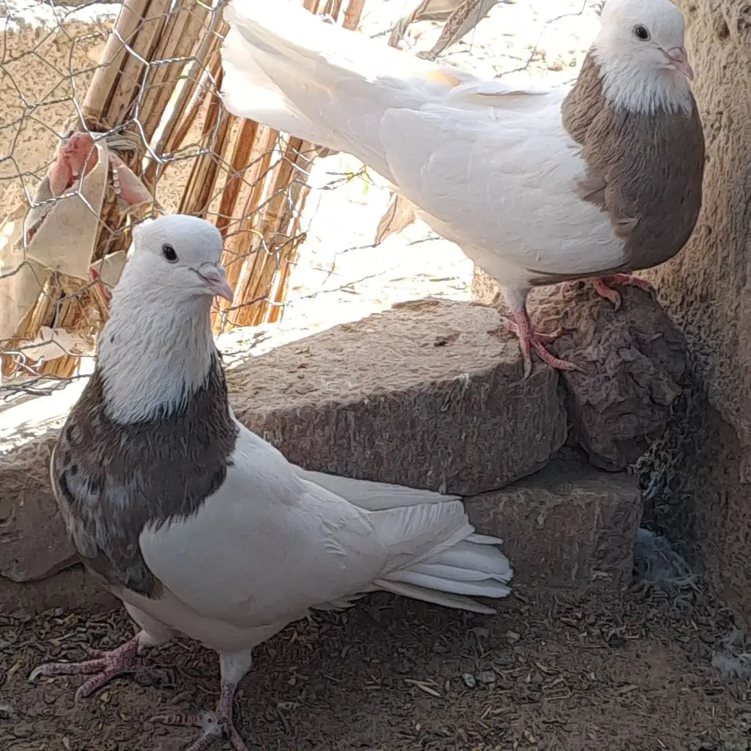 کبوتر طوقی کرمانشاهی|پرنده|هامون, |دیوار