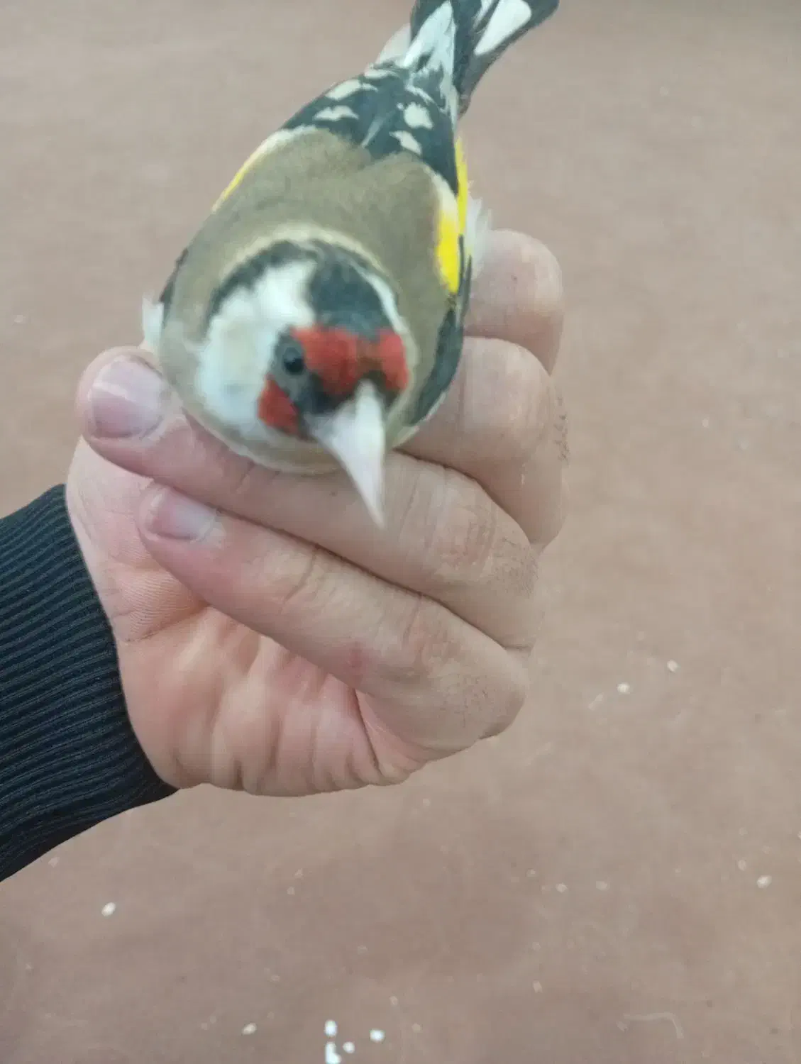 سهره ماده|پرنده|مریوان, |دیوار