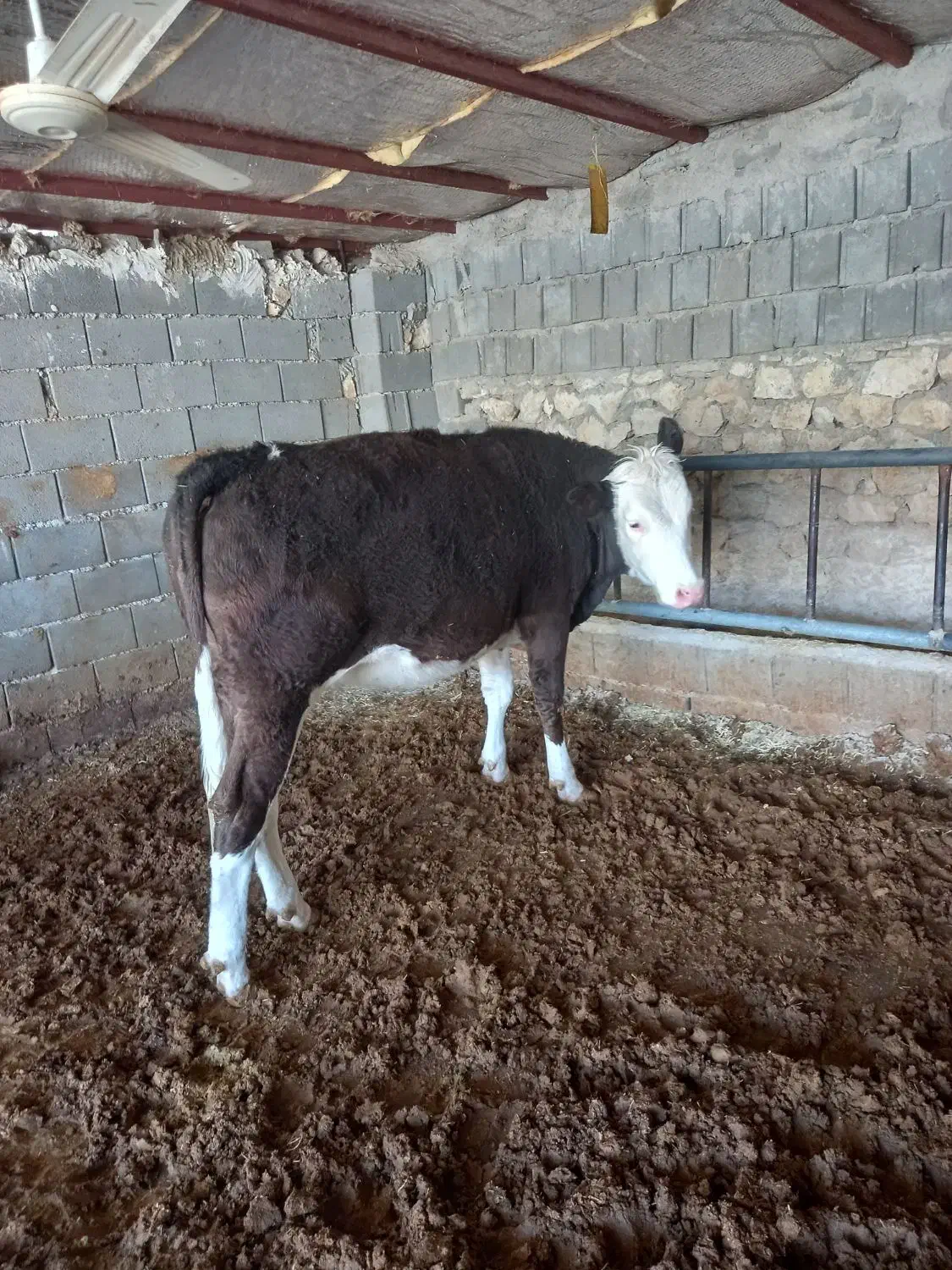 باسلام فروش یک راس گاو وشنگل|حیوانات مزرعه|سیسخت, |دیوار