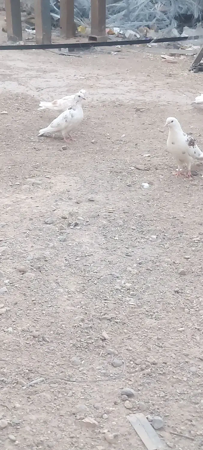 کفتر در هم دورگ تهرانی قاطیه|پرنده|خاوران, |دیوار