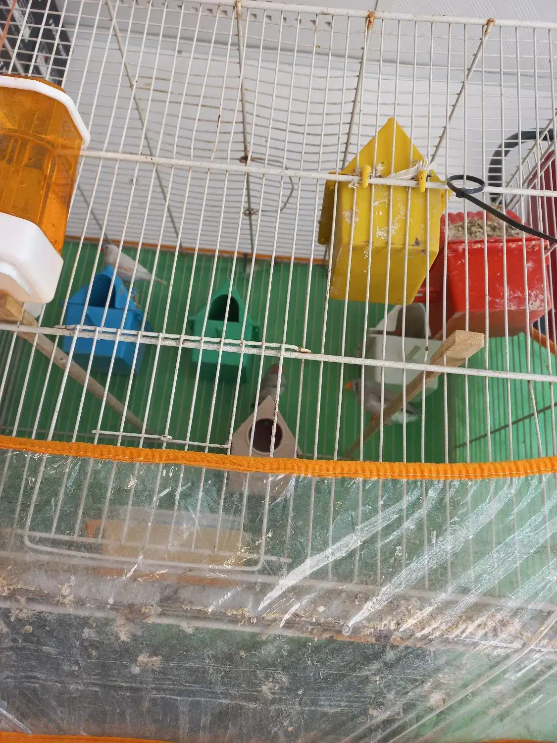 فنج مولد|پرنده|سبزوار, اسلام آباد|دیوار