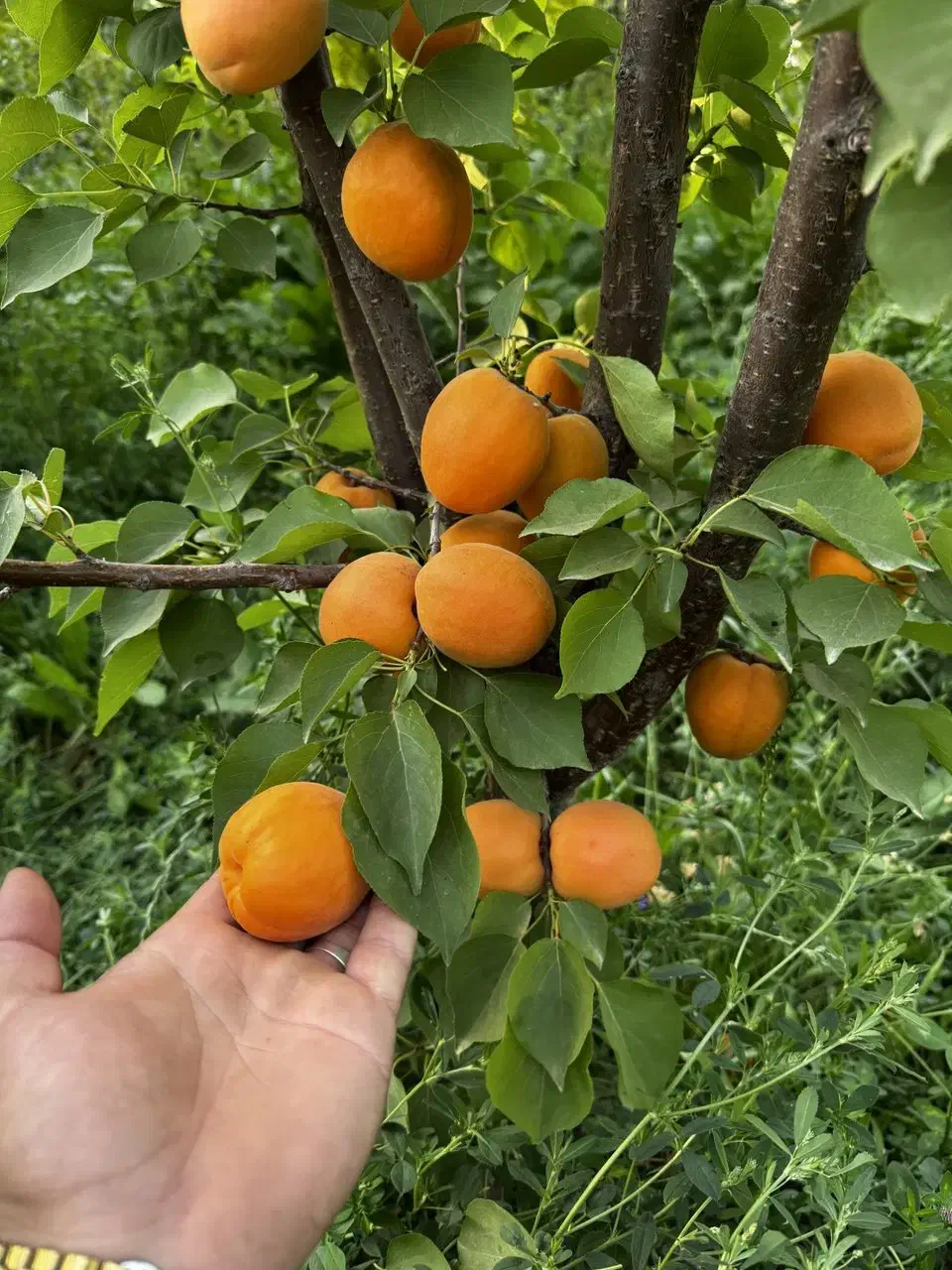 نمایندگی رسمی نهال میوه در غرب نهال|خدمات باغبانی و درختکاری|بروجرد, |دیوار