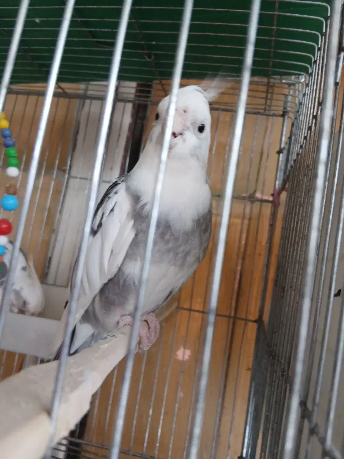 پرنده|پرنده|سنندج, |دیوار