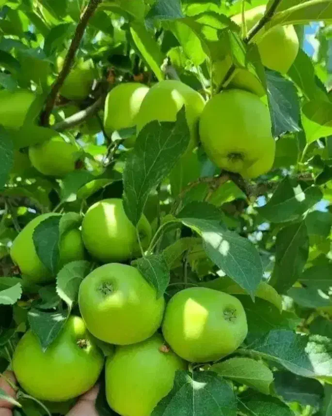 بن دار باکیفیت و اصلاح شده از باغ مادری نهالستان|خدمات باغبانی و درختکاری|سنندج, |دیوار