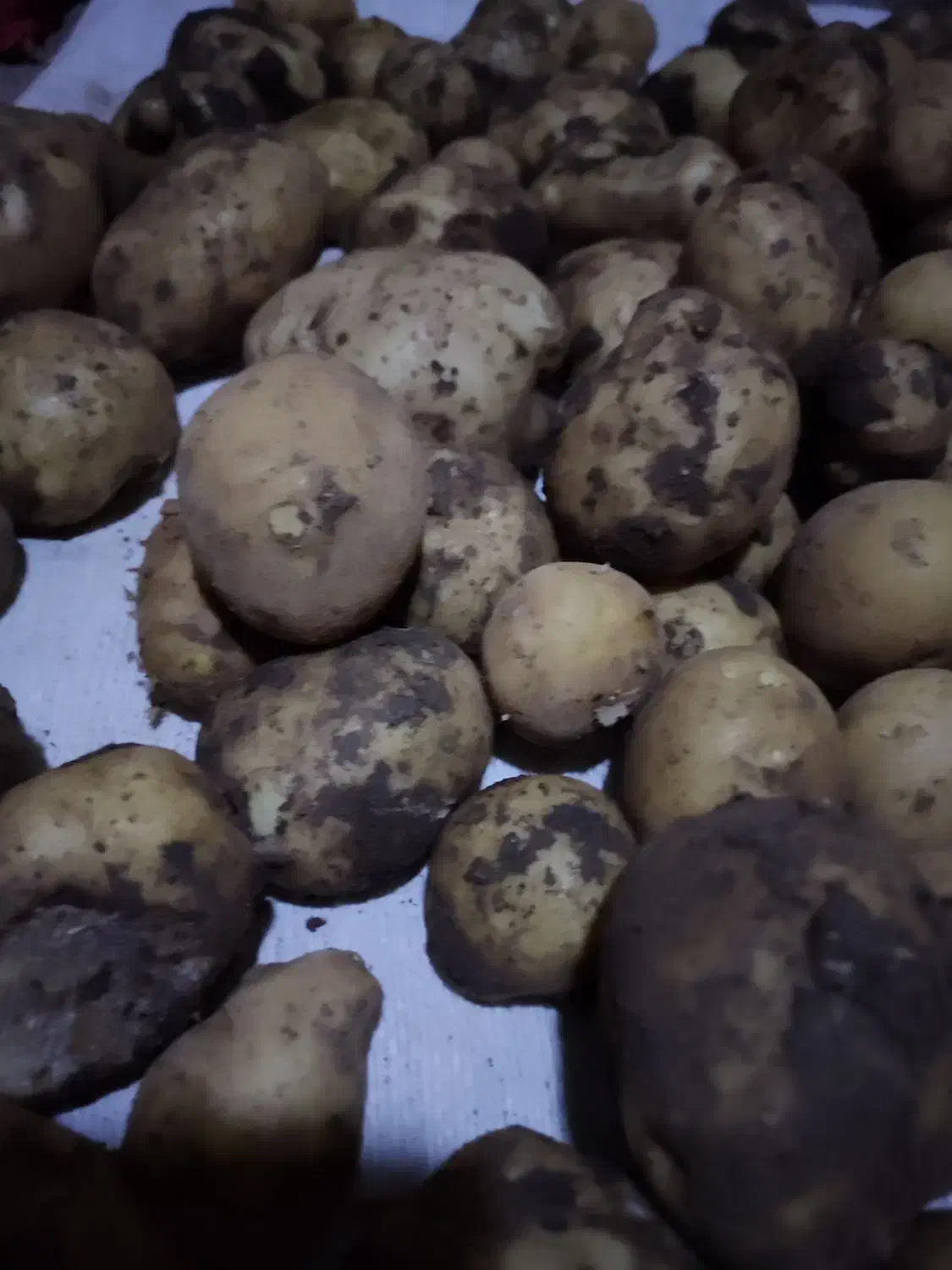 سیب زمینی درجه یک|خوردنی و آشامیدنی|جوانرود, |دیوار