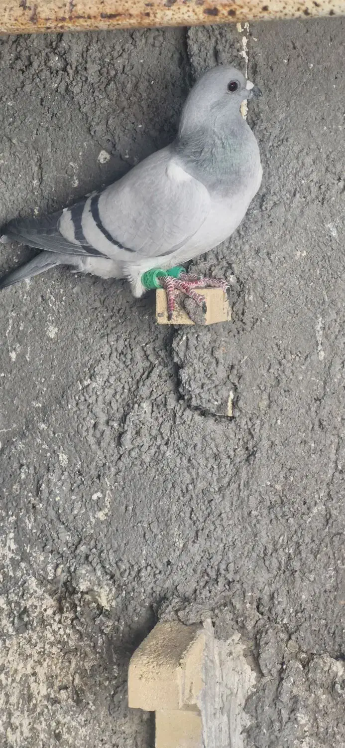 دوتا ماده سبز کرمونی هوایی قلدر|پرنده|تربت‌حیدریه, اندیشه|دیوار