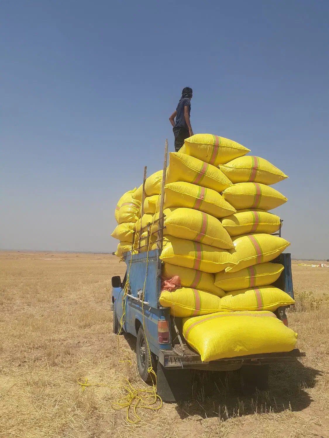 پخش کاه گندموکاه جو دیم سفید نرم ریز.پیک رایگان|حیوانات مزرعه|مسجد سلیمان, |دیوار