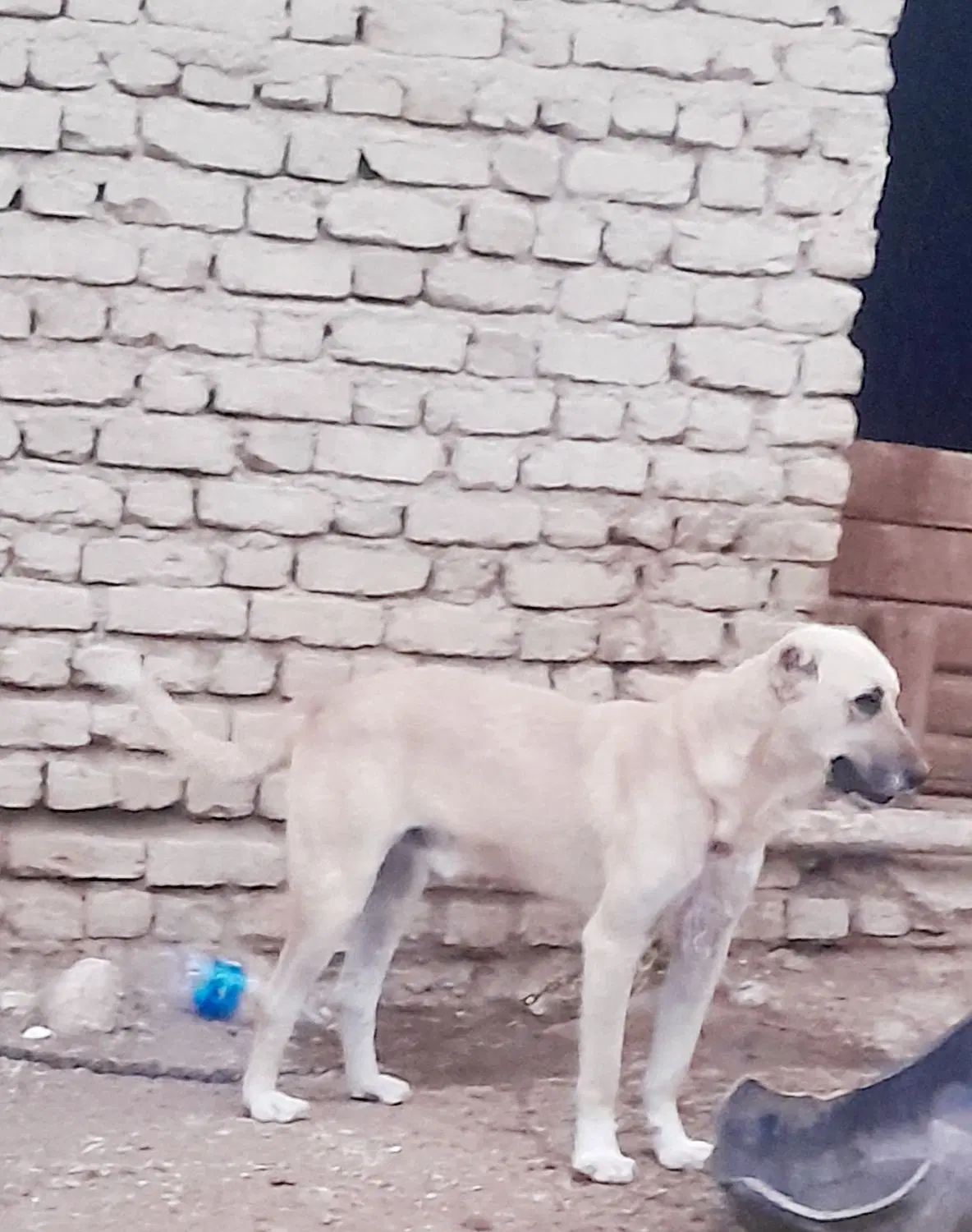 سگ سراب|سگ|شیروان (خراسان), |دیوار