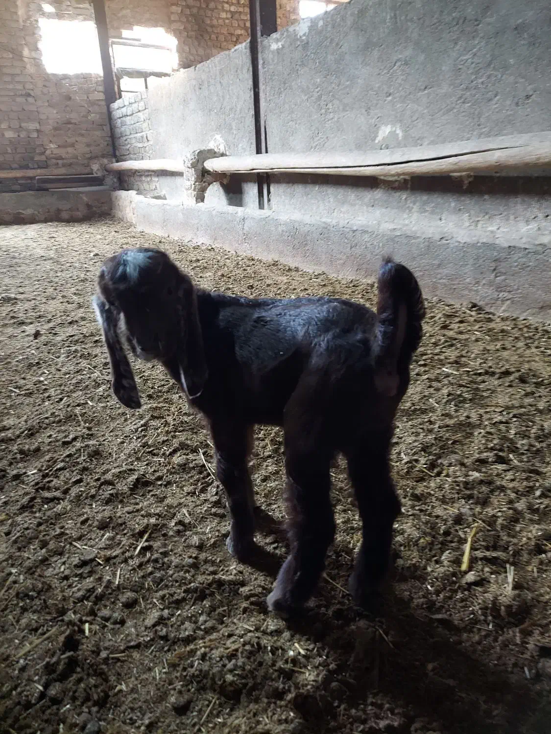 بره و بزغاله|حیوانات مزرعه|کنگاور, |دیوار