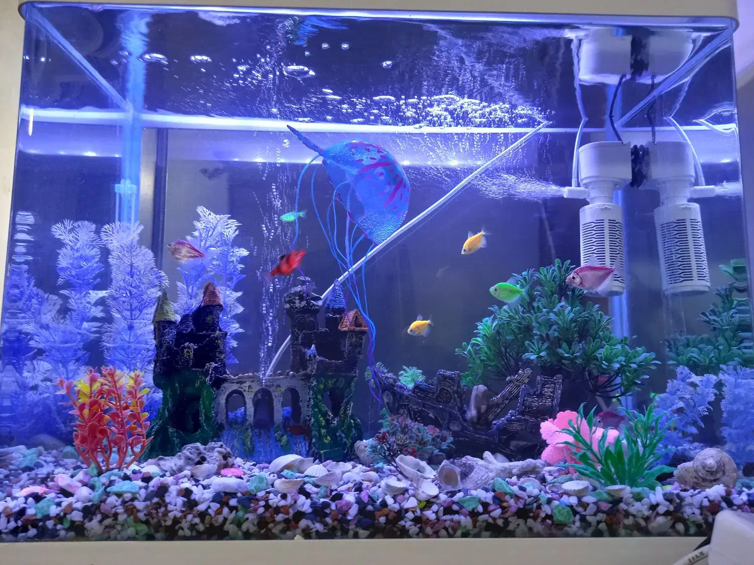 اکواریوم شرکتی با ماهی ها|ماهی|رشت, جماران|دیوار