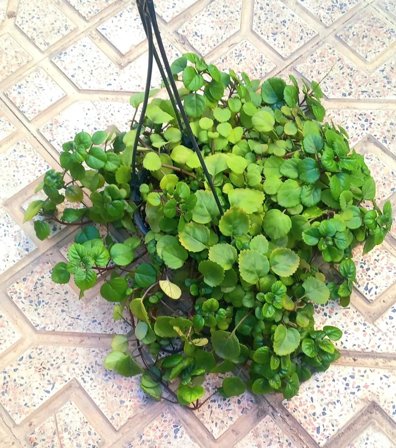 گل اپارتمانی اویز|گل و گیاه طبیعی|اهر, |دیوار