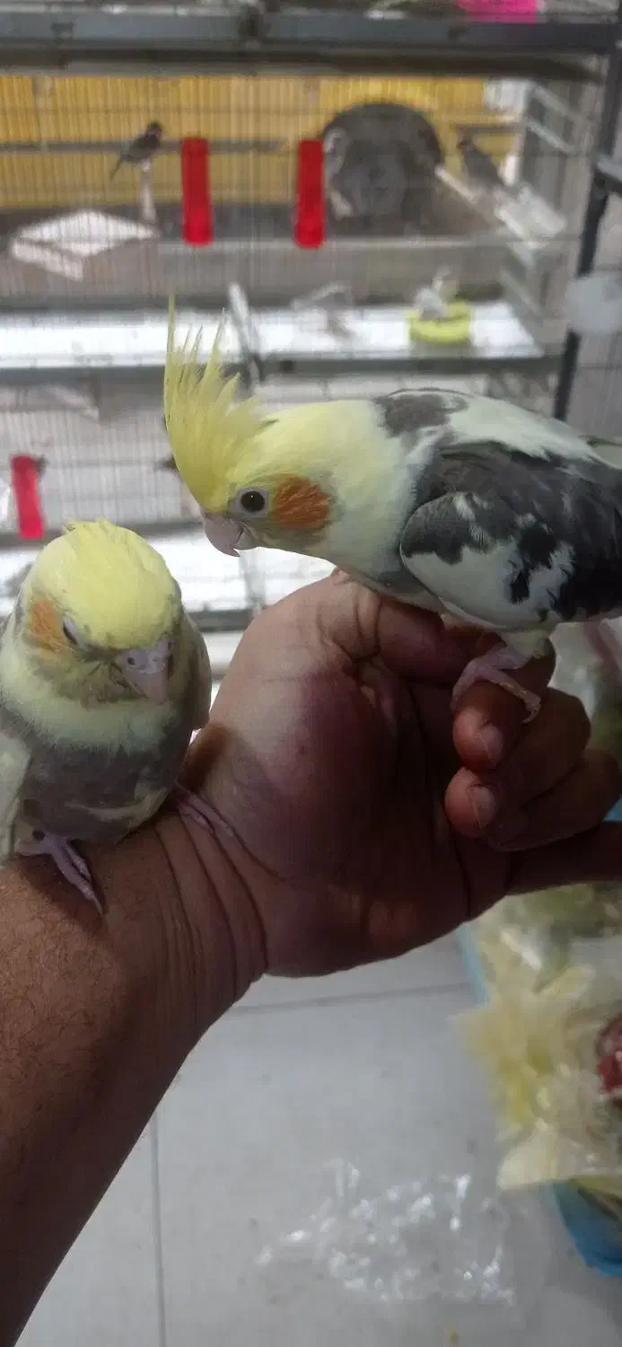 جوجه عروس هلندی رام|پرنده|تهران, سلسبیل جنوبی|دیوار