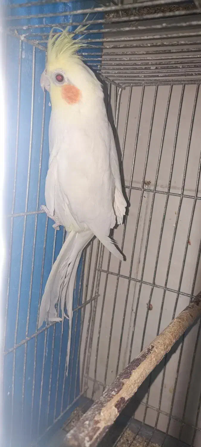 قناری وعروس هلندی کار|پرنده|پیر بکران, |دیوار