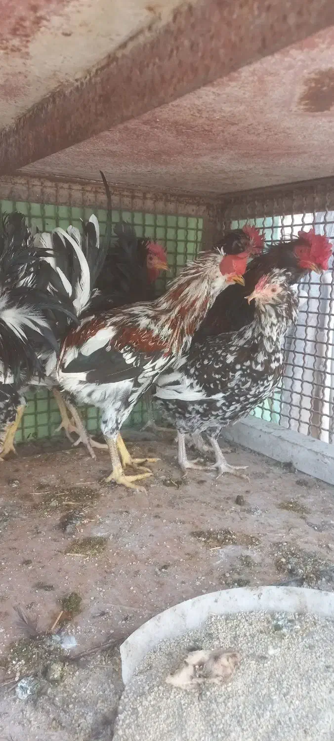 خروس گلین زیباوخشکل|حیوانات مزرعه|قم, صادقی|دیوار