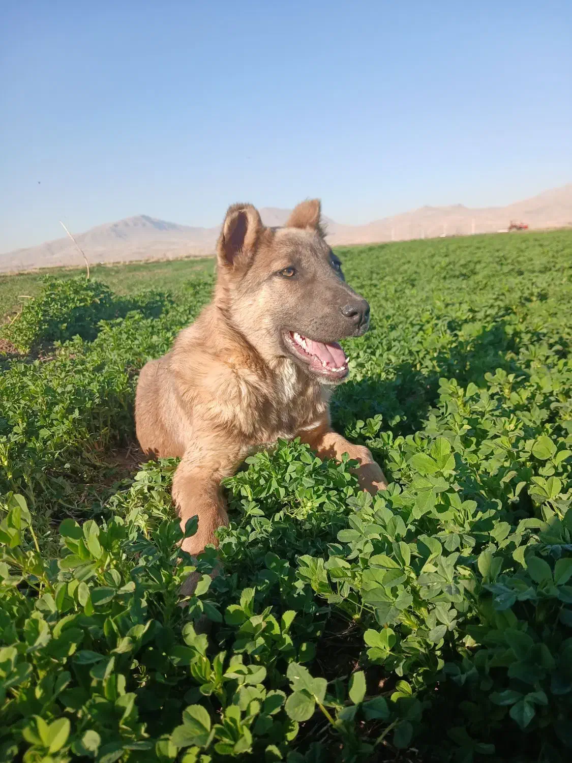 سگ|سگ|دینور, |دیوار